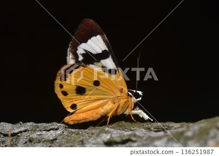 Closeup of a beauttiful Moth in nature, Thailand. 136251987