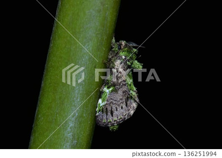 Closeup of a beauttiful Moth in nature, Thailand. 136251994