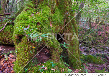 Yakushima National Park: Japan's most beautiful moss forest (winter) Yakushima National Park: Japan's most beautiful moss forest (winter) 136252064