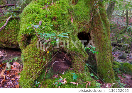 屋久島國立公園：日本最美的苔蘚森林（冬季） 136252065