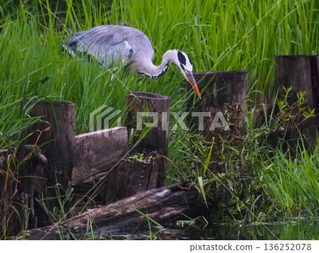一隻蒼鷺在川口市荒川體育公園的船池邊捕食獵物 136252078