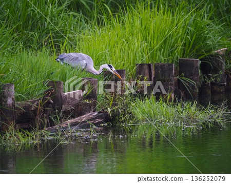 一隻蒼鷺在川口市荒川體育公園的船池邊捕食獵物 136252079