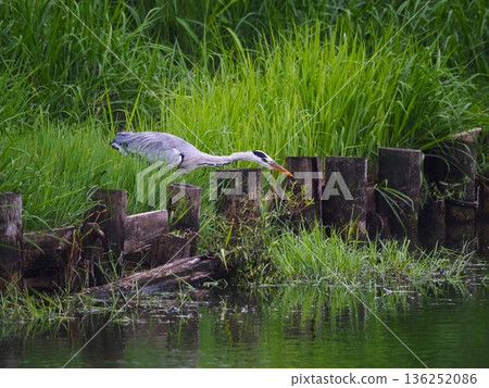 一隻蒼鷺在川口市荒川體育公園的船池邊捕食獵物 一隻蒼鷺在川口市荒川體育公園的船池邊捕食獵物 136252086