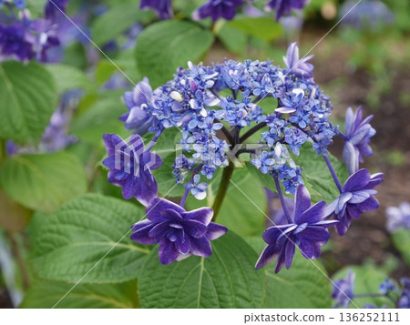 Blue hydrangea 136252111