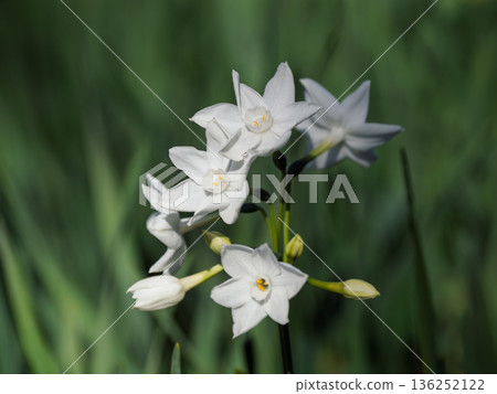 White daffodils Paperwhite flowers (early spring) 136252122