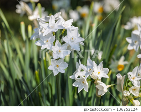 白色水仙(早春) 白色水仙(早春) 136252124