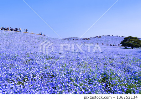 Nemophila at Hitachi Seaside Park, Hitachinaka City, Ibaraki Prefecture 136252134