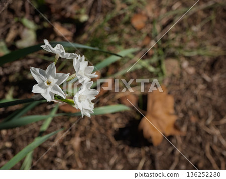 白色水仙花在落葉間盛開 水仙花(冬至春) 白色水仙花在落葉間盛開 水仙花(冬至春) 136252280
