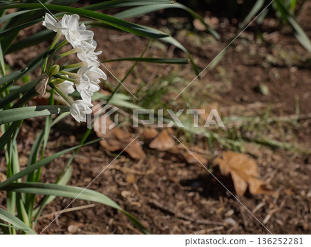 白色水仙花在落葉間盛開 水仙花(冬至春) 白色水仙花在落葉間盛開 水仙花(冬至春) 136252281