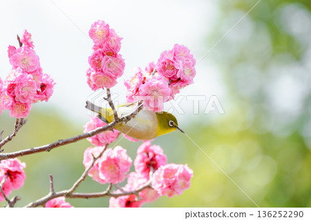 一隻繡眼鳥棲息在一朵粉紅色的梅花上。 136252290
