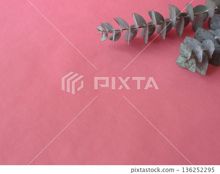 尤加利圖片 136252295