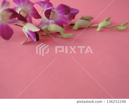 Dendrobium image 136252298