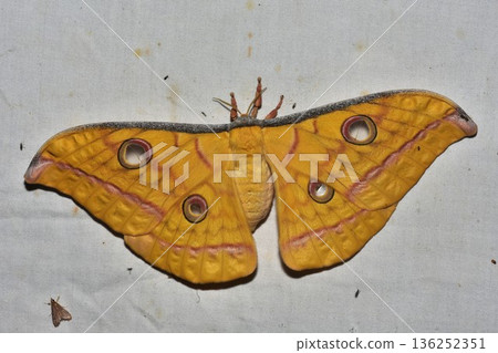 Closeup of a beauttiful Moth in nature, Thailand. Closeup of a beauttiful Moth in nature, Thailand. 136252351