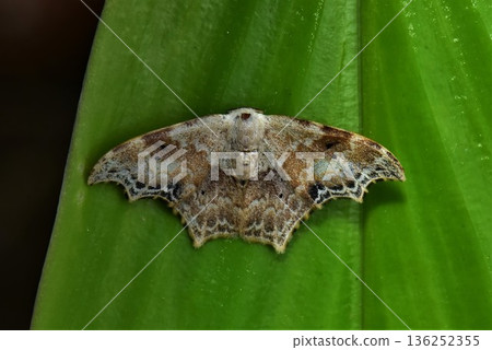 Closeup of a beauttiful Moth in nature, Thailand. 136252355