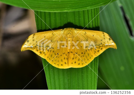 Closeup of a beauttiful Moth in nature, Thailand. 136252356