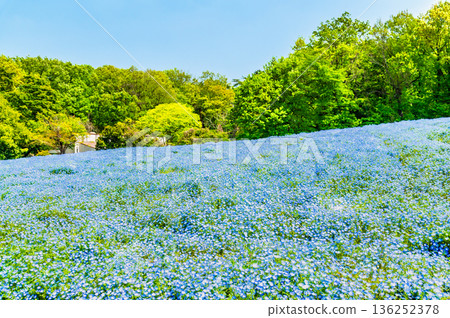 Nemophila國家武藏山森林公園 136252378