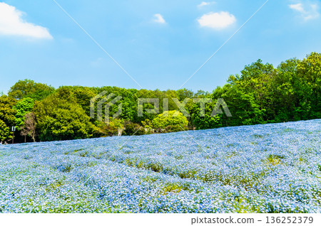 Nemophila National Musashi Hills Forest Park 136252379