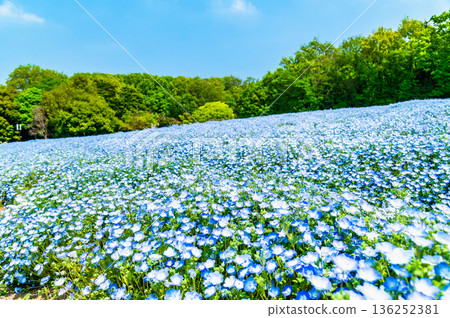 Nemophila National Musashi Hills Forest Park 136252381