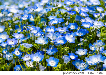 Nemophila國家武藏山森林公園 Nemophila國家武藏山森林公園 136252382