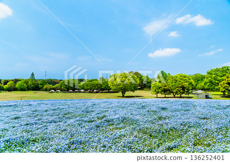Nemophila國家武藏山森林公園 136252401
