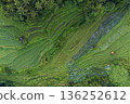 Green carpet (aerial view) 136252612