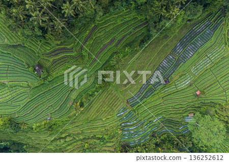 Green carpet (aerial view) Green carpet (aerial view) 136252612