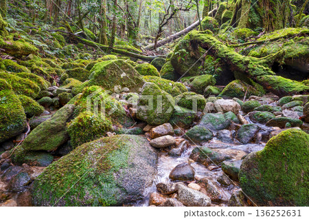 日本最美的苔蘚谷：屋久島國立公園（冬季） 136252631