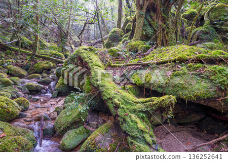 The most beautiful moss valley in Japan: Yakushima National Park (Winter) The most beautiful moss valley in Japan: Yakushima National Park (Winter) 136252641