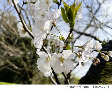 春日藍天下,白櫻花盛開 春日藍天下,白櫻花盛開 136252701