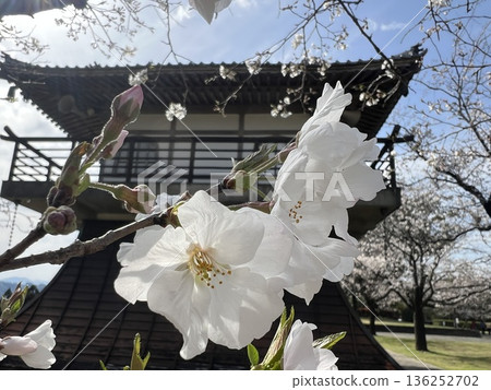 春日藍天下,白櫻花盛開 春日藍天下,白櫻花盛開 136252702