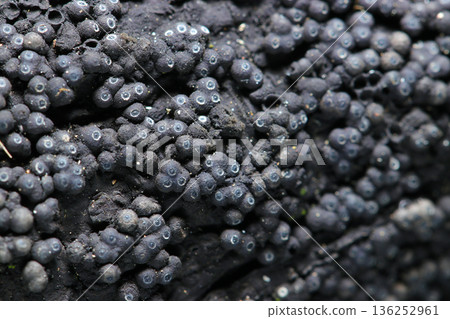 A close-up of a colony of the Acanthaceae mushroom, with its grotesque black perithecia and interesting angel halos (mushroom macro photography) 136252961