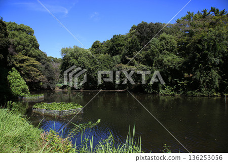 藤崎森林公園 藤崎森林公園 136253056