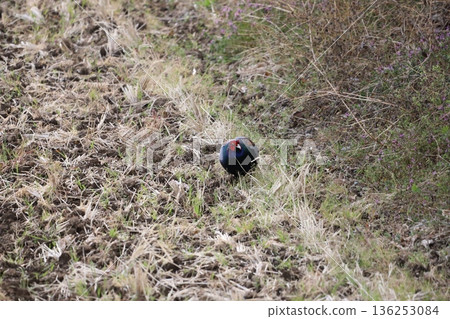 行走的蜻蜓 行走的蜻蜓 136253084