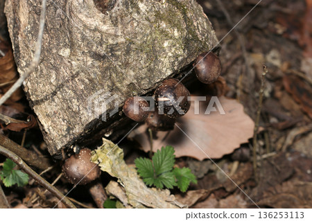 三朵深褐色的幼嫩香菇並排生長在鋸齒橡木原木上（天然蘑菇的微距攝影） 136253113