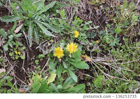 Dandelions blooming on the bank Dandelions blooming on the bank 136253735