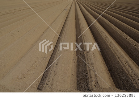 Line flow soil furrows for potato cultivation 4 136253895