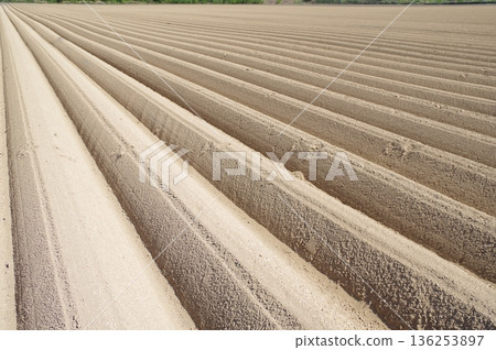 Line flow soil furrows for potato cultivation 6 136253897