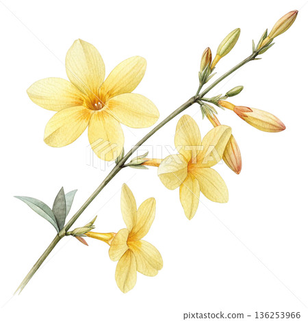 Seasonal Flowers Watercolor White Background Seasonal Flowers Watercolor White Background 136253966