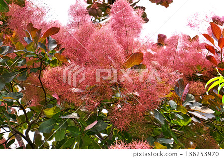 Copper-colored smoke tree flowers (spring, May) Copper-colored smoke tree flowers (spring, May) 136253970