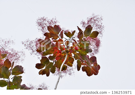 Copper-colored smoke tree flowers (spring, May) Copper-colored smoke tree flowers (spring, May) 136253971