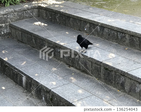 A crow walking up the stone steps A crow walking up the stone steps 136254043