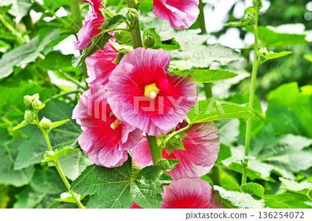 紅蜀葵花(春季,五月) 紅蜀葵花(春季,五月) 136254072