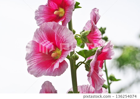 Red hollyhock flowers (spring, May) 136254074
