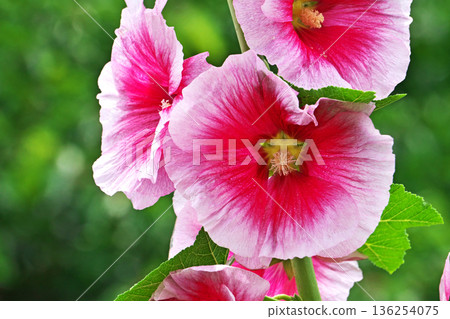 Red hollyhock flowers (spring, May) 136254075