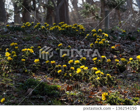 有須善光寺盛開的阿多尼斯花 有須善光寺盛開的阿多尼斯花 136254150