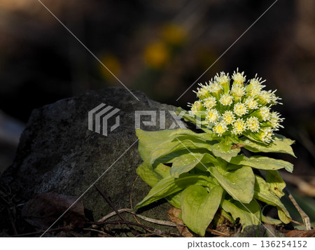 Spring has come to Hikinooto 136254152