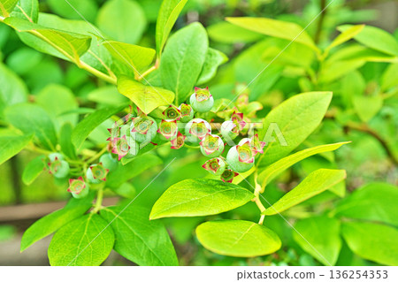 Light blue blueberries (spring, May) Light blue blueberries (spring, May) 136254353