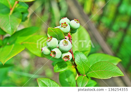 Light blue blueberries (spring, May) 136254355