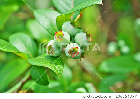 Light blue blueberries (spring, May) 136254357