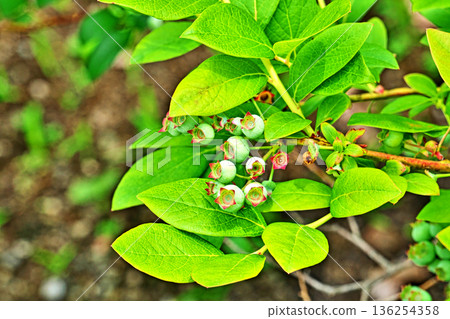 Light blue blueberries (spring, May) 136254358